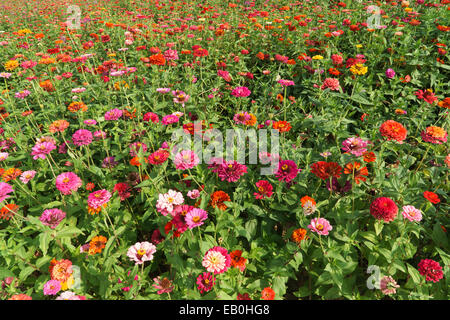 verschiedene Farbe Zinnia Elegans Blumen in einem Feld Stockfoto