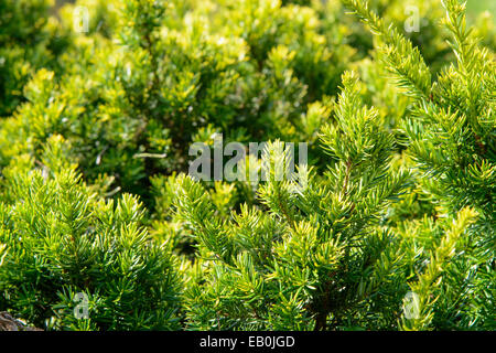 Nahaufnahme der jungen Eibe Zweige im Sommer Stockfoto