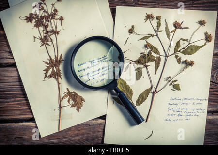 Katalogisierung der Pflanze im Biologie-Unterricht Stockfoto