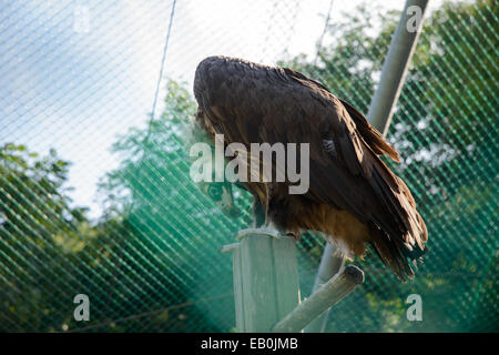 Bild von Käfig Aegypius Monachus im zoo Stockfoto