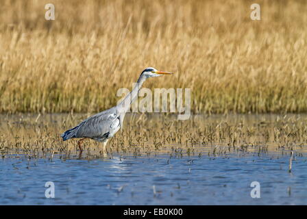 Graureiher Ardea Cinerea, zu Fuß in einem Teich auf der Suche nach Nahrung Stockfoto