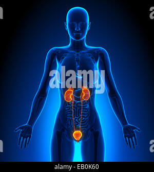 Harnwege - weiblichen Organe - Anatomie des Menschen Stockfoto