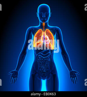 Lungen - weiblichen Organe - Anatomie des Menschen Stockfoto
