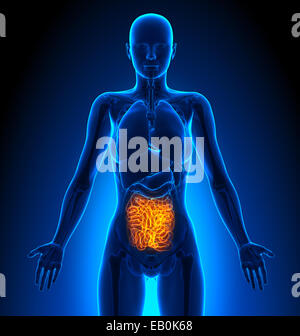 Dünndarm - weiblichen Organe - Anatomie des Menschen Stockfoto