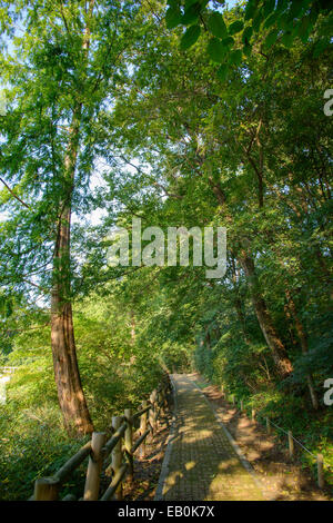 Weg mit hölzernen Geländer in einem Wald Stockfoto