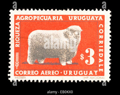 Briefmarke aus Uruguay Darstellung eine Corriedale-Ram. Stockfoto