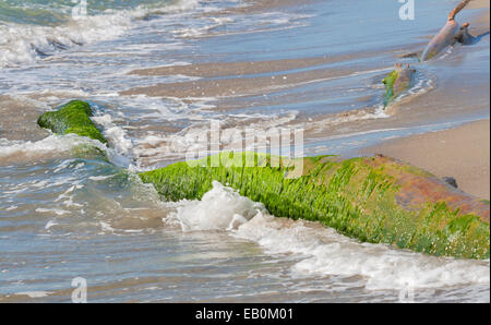 Toten Baumstamm bedeckt mit Moos und Algen am Strand. Toskana, Italien. Stockfoto