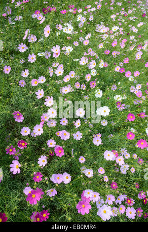 verschiedene Farbe Kosmos Blumen in einem Feld Stockfoto