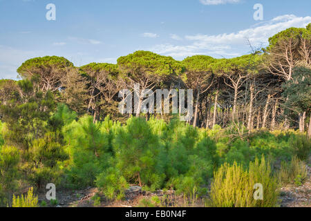 Tuscany Waldlandschaft mit Sonnenschirm Pinien und Triebe junger Bäume, Italien Stockfoto