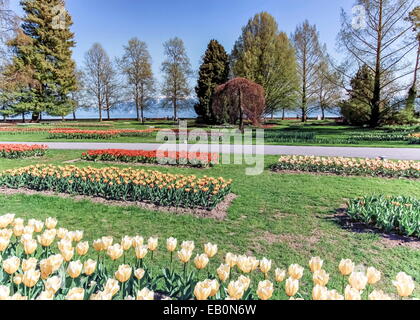 Tulpe-fest in Morges von Frühlingstag, Schweiz Stockfoto