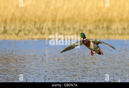 Männliche Stockente, die Landung auf dem Teich Stockfoto