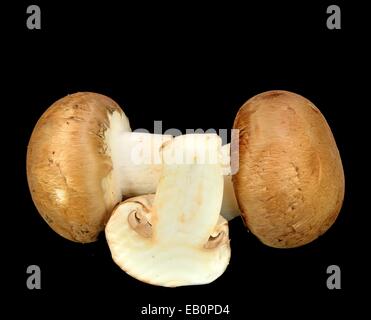 Baby Bella Pilze auf einem schwarzen Hintergrund. Stockfoto