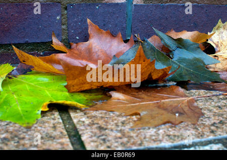 Nasses Laub im Herbst, UK Stockfoto