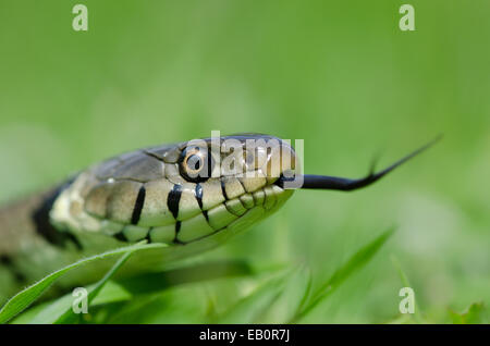 Ringelnatter [Natrix Natrix] in Grass flicking gespaltener Zunge um die Luft zu schmecken. Sussex, UK. Stockfoto