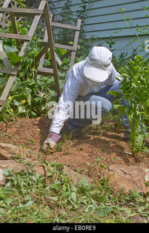 Ein Gärtner, der in Jeans, Jacke und Handschuhe angezogen, zieht das Unkraut in einem sonnigen, Sommer Gemüsegarten Stockfoto