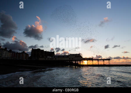 Eine städtische Murmuration Stare bildet Formen über den Pier und die Stadt von Aberystwyth an der Westküste von mid Wales. Stockfoto