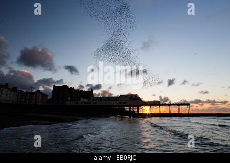 Eine städtische Murmuration Stare bildet Formen über den Pier und die Stadt von Aberystwyth an der Westküste von mid Wales. Stockfoto