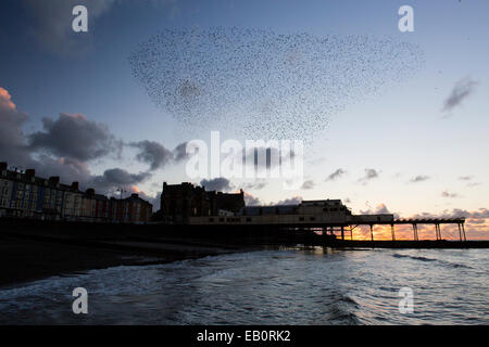 Eine städtische Murmuration Stare bildet Formen über den Pier und die Stadt von Aberystwyth an der Westküste von mid Wales. Stockfoto