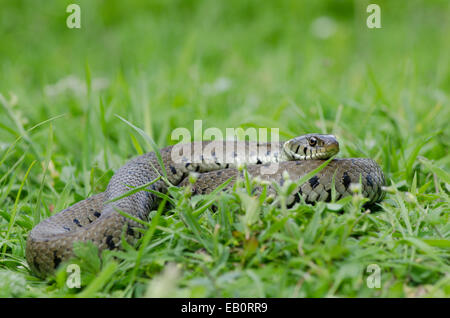 Ringelnatter [Natrix Natrix] aufgewickelt und ausruhen. Sussex, UK. Stockfoto