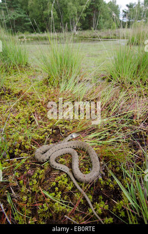 Ringelnatter [Natrix Natrix] aufgewickelt und ausruhen. Sussex, UK. Stockfoto