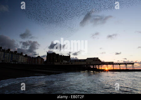 Eine städtische Murmuration Stare bildet Formen über den Pier und die Stadt von Aberystwyth an der Westküste von mid Wales. Stockfoto