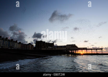 Eine städtische Murmuration Stare bildet Formen über den Pier und die Stadt von Aberystwyth an der Westküste von mid Wales. Stockfoto