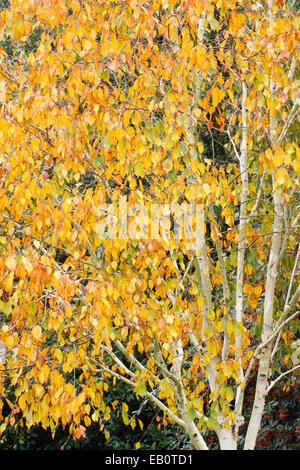 Herbstlaub der weißen bellte Birke, Betula Utilis Var jacquemonti Stockfoto