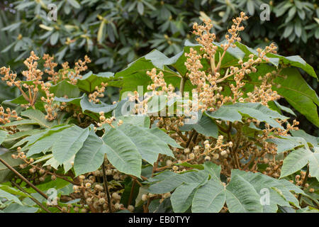 Spätherbst stehen Blumen über dem massiven Laub des Werks Reispapier, Tetrapanax papyrifer Stockfoto