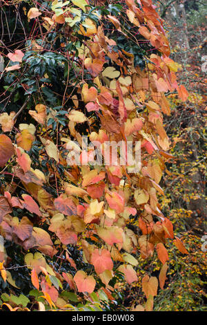 Herbstlaub der crimson Glory-Rebe Vitis coignetiae Stockfoto