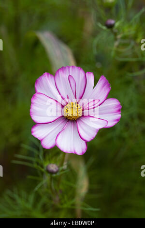 Cosmos Bipinnatus 'Candy Stripe' Blume. Stockfoto