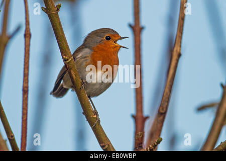 Singende Robin (Erithracus Rubecula), Shetland Festland Schottland Stockfoto