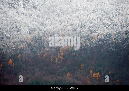 Späten Herbst Szene mit Teil eines Waldes mit frischem Schnee bedeckt Stockfoto