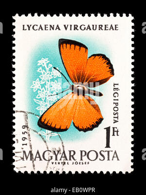 Briefmarke aus Ungarn mit einem knappen Kupfer Schmetterling (Lycaena Virgaureae) Stockfoto