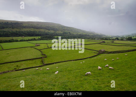 Malerische Swaledale zeigt seine legendären Felder mit Trockenmauern und steinernen Scheunen Stockfoto