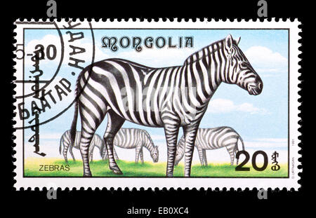 Briefmarke aus der Mongolei, Zebras darstellen. Stockfoto