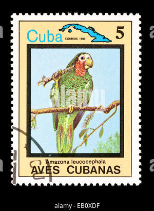 Briefmarke aus Kuba mit kubanischen Amazon Papagei (Amazona Leucocephala) Stockfoto