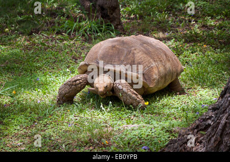 Galapagos-Riesenschildkröte auf der Insel Madeira, Portugal Stockfoto
