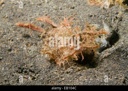 Ambon Drachenköpfe (Pteroidichthys Amboinensis) Lembeh Straße, Indonesien Stockfoto