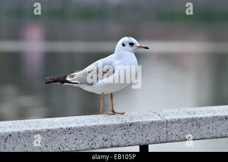 Weiße Möwe sitzt auf einem weißen Marmor-Geländer Stockfoto