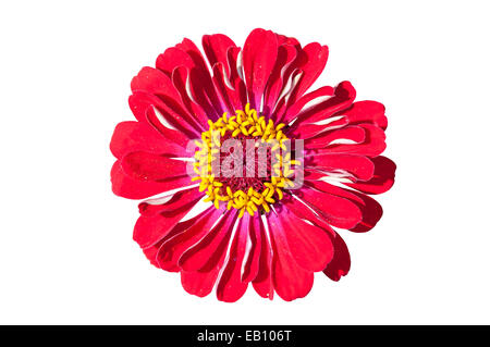 Rote Gerbera Blume isoliert auf weißem Hintergrund mit Beschneidungspfad Stockfoto