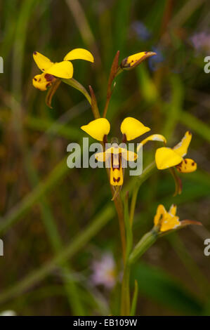 Diuris Laxiflora, Bee Orchideen in Badgingarra NP, WA, Australien Stockfoto