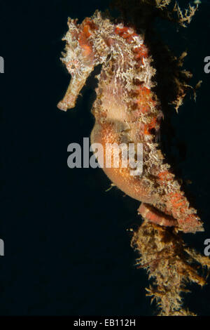 Mündung Seepferdchen (Hippocampus Kuda) Lembeh Straße, Indonesien Stockfoto