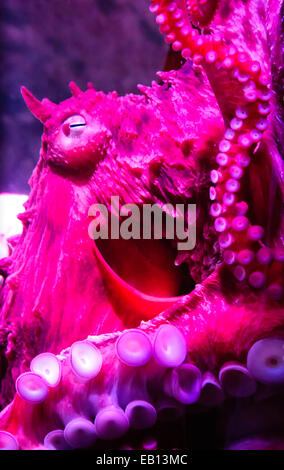 Einer einzigen großen Pazifik Krake in einem Tank im Monterey Bay Aquarium am Cannery Row in Monterey, Kalifornien, USA. Stockfoto