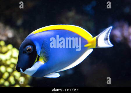 Einen einzelnen Fisch schwimmt durch ein Kelpwald im Monterey Bay Aquarium am Cannery Row in Monterey, Kalifornien, USA. Stockfoto