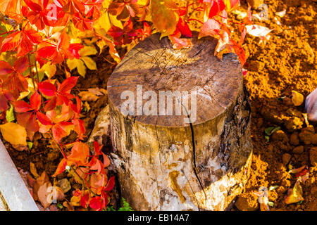 Rot und Orange Blätter von wildem um geschnittene Stamm im Herbst Stockfoto