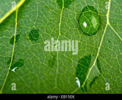 Urlaub und Wasser Tropfen Detail Makro-Hintergrund. Flachen Fokus Stockfoto