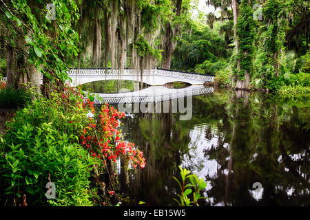 Kleine weiße Holzsteg in einem See, Magnolia Plantation, Charleston, South Carolina, USA Stockfoto