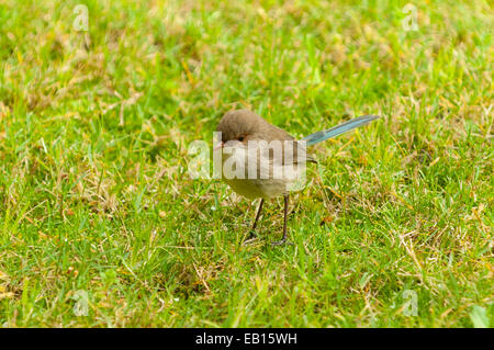 Weibliche wunderschöne Fee Wren, Malurus Splendens in Margaret River, WA, Australien Stockfoto