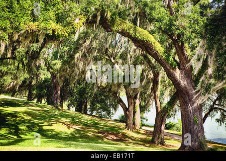 Live Oak Bäume bedeckt mit spanischem Moos, Middleton Place Garden, Charleston, South Carolina Stockfoto