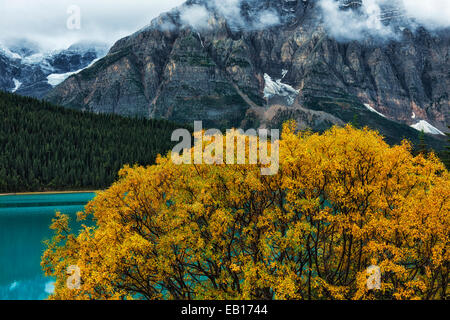 Herbst wechselnde Weidenbaum auf Wasservögel See mit Mt Chephren in Alberta die kanadischen Rockies und Banff Nationalpark. Stockfoto